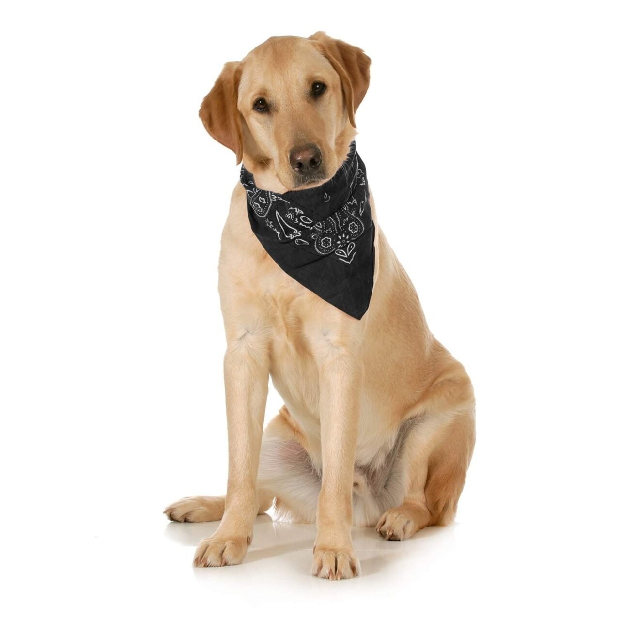 Balec 5-Pack Paisley Cotton Dog Bandanas Xl Washable Triangle Bibs
